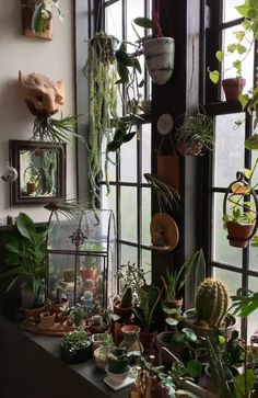 many potted plants are hanging on the windowsill