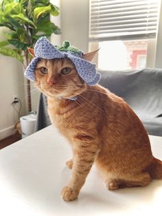 an orange cat wearing a blue hat on top of a white table in front of a window