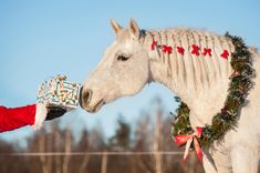 a white horse wearing a santa claus outfit and holding a christmas present in its mouth