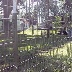 a dog is sitting in the grass behind a fence