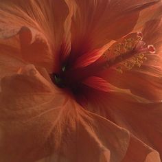 a large orange flower with yellow stamens