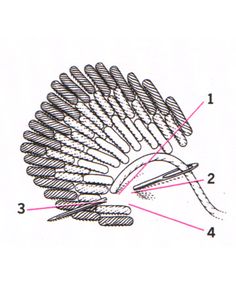 an image of a drawing of a bird's head with parts labeled in red