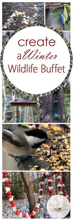 several different pictures of birds in the woods with text overlay that reads, create a little wildlife buffet