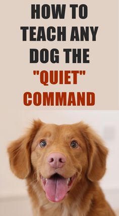 a dog with its tongue out and the words how to teach any dog the quiet command