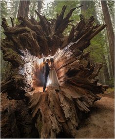 a bride and groom standing in the middle of a tree stump