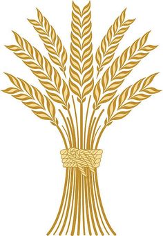 a bunch of ripe wheat on a white background with an ornament in the middle