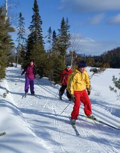 three people skiing down a snow covered slope with pine trees in the backgroud