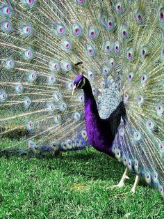 a peacock with its feathers spread out