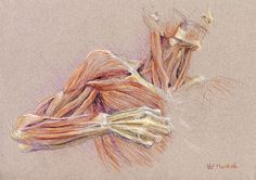 an image of a drawing of the arm and wrist muscles in pastel pencils