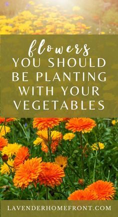 orange flowers with the words, flowers you should be planting with your vegetables on it