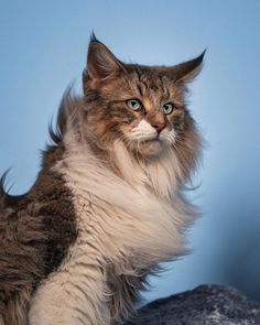 a long haired cat sitting on top of a rock looking off to the side with green eyes