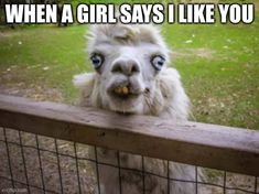 an alpaca looking over a fence at the camera with caption that reads, when a girl says i like you