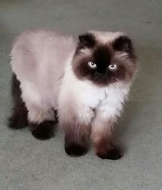 a fluffy cat with blue eyes standing on the floor