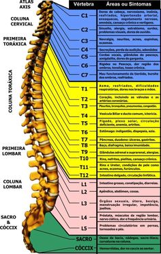 Coluna Vertebral Medicine Notes, Medicine Studies, Human Body Anatomy, Spine Health, Medicine Student, Medical School Essentials, Muscle Anatomy, Human Anatomy And Physiology, Medical Anatomy