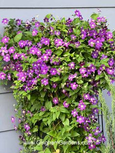 purple flowers growing on the side of a house