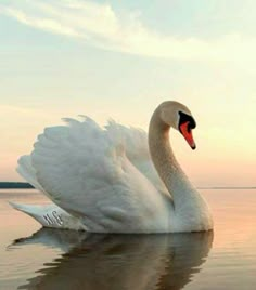 a white swan floating on top of a body of water