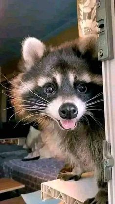 a raccoon sticking its head out from behind a door looking at the camera