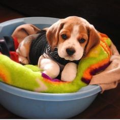 a puppy is sitting in a bowl with a stuffed animal