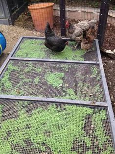 two chickens and one chicken are standing on the ground in front of a fenced off area