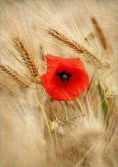 a red flower is in the middle of some wheat