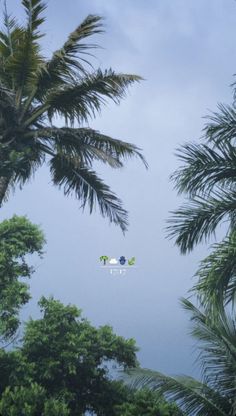 two kites flying in the sky between some palm trees and another tree with no leaves on it