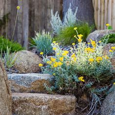 some yellow flowers are growing out of the rocks