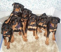 a group of puppies sitting on top of a rug