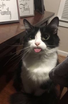 a black and white cat sticking its tongue out