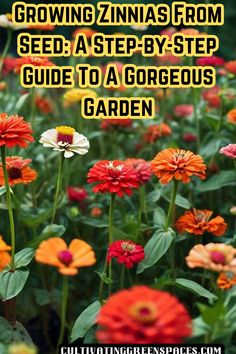 colorful flowers with the text growing zinnas from seed a step - by - step guide to a gorgeous garden