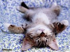 a cat laying on its back on top of a blue and white blanket with it's eyes closed