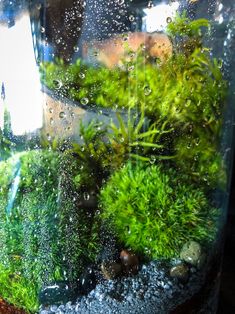 an aquarium filled with green plants and rocks under the water droplets on the glass surface