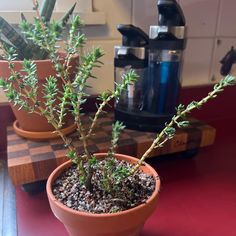 two potted plants sitting on top of a counter