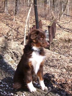 a brown and white dog sitting on top of a dirt field next to a forest