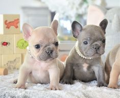 three small dogs sitting on top of a white rug next to each other and looking at the camera