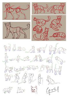 several different types of cats are shown in this drawing