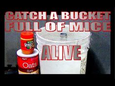 a bucket full of mice next to an orange and white container with the words, catch a bucket full of mice alive