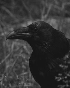 a black bird sitting on top of a grass covered field