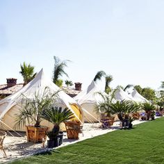 several large white tents are set up on the grass in front of a building with palm trees and potted plants