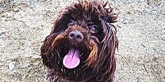 a wet dog with its tongue hanging out