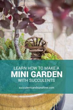 a potted plant with the words learn how to make a mini garden with succulents