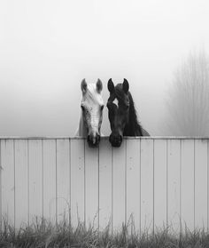 two horses looking over the top of a fence in black and white, with fog behind them