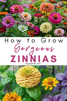 colorful flowers with text overlay how to grow gorgeous zinnas in your garden