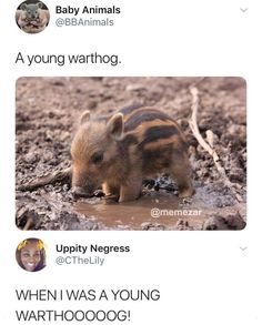 a baby warthog drinking water from a puddle with caption that reads, when i was a young warthog