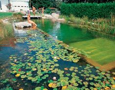 people are sitting on the edge of a small pond with lily pads floating in it