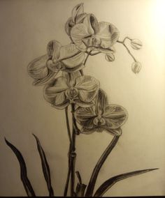 a pencil drawing of some flowers on a white paper