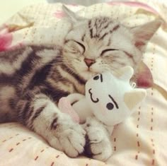 a cat laying on top of a bed next to a stuffed animal toy with it's eyes closed