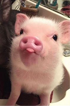 two small pigs sitting in a sink next to each other and one is sticking its tongue out