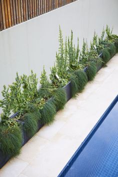 a row of plants sitting next to a swimming pool