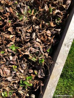 some leaves and grass next to a wooden box filled with watermelon seedlings