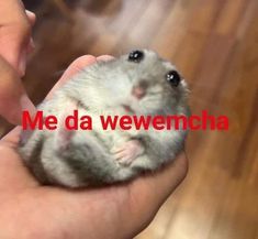 a person holding a small rodent in their hand with the caption me da wemecha